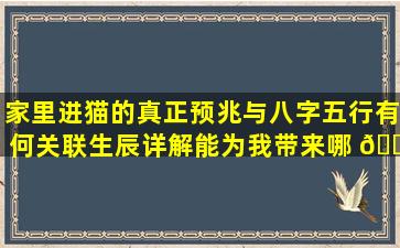 家里进猫的真正预兆与八字五行有何关联生辰详解能为我带来哪 🐎 些启示